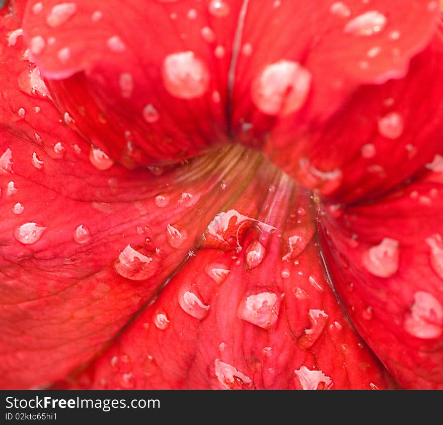 Closeup of red flower with water drops. Closeup of red flower with water drops