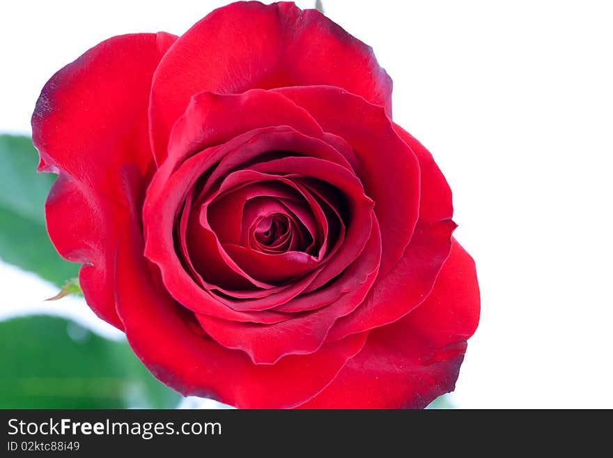 Close up of clean bright red rose on white background