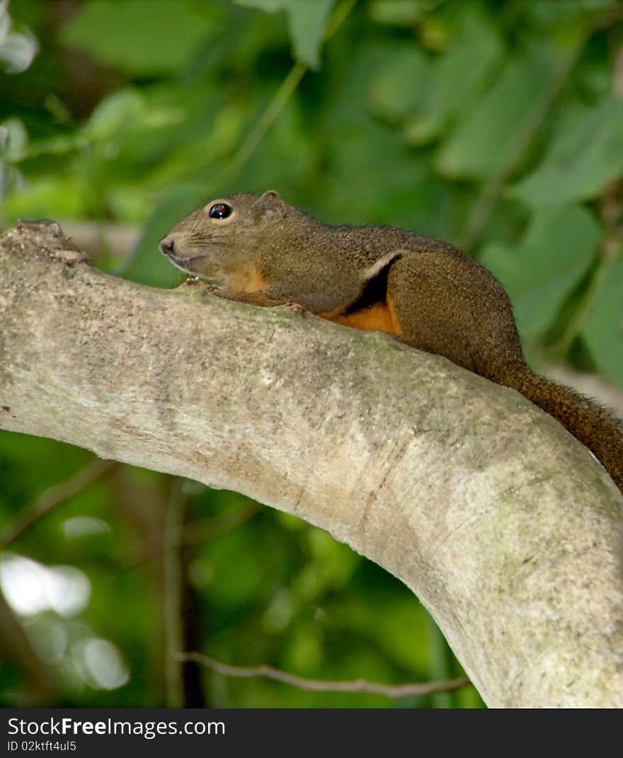 Young Tree Squirrel Resting