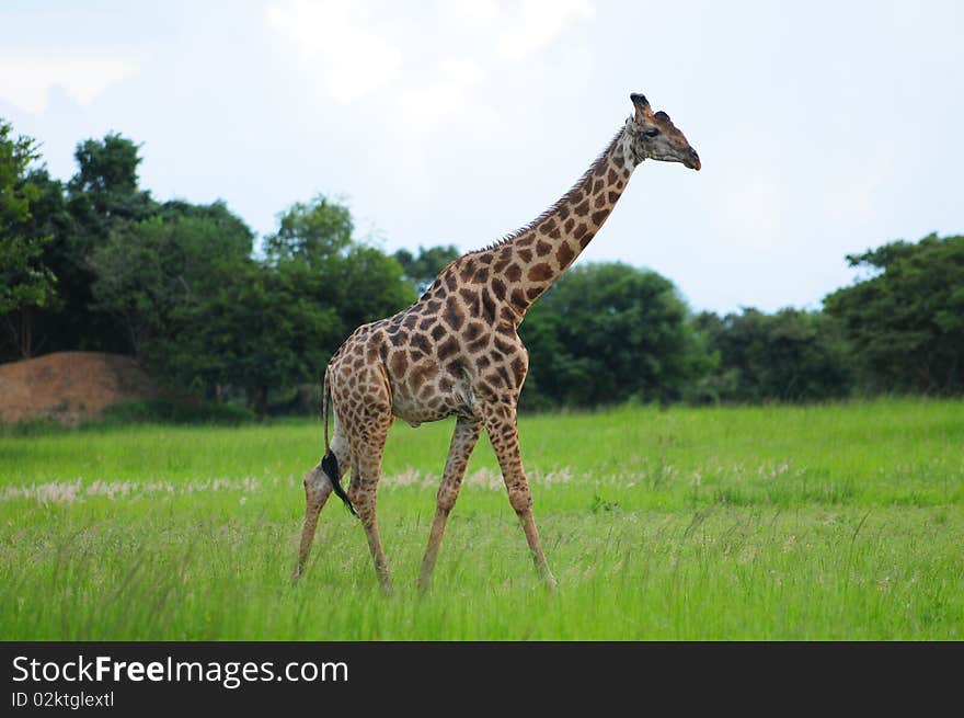 A mature male giraffe wandering in the savanna