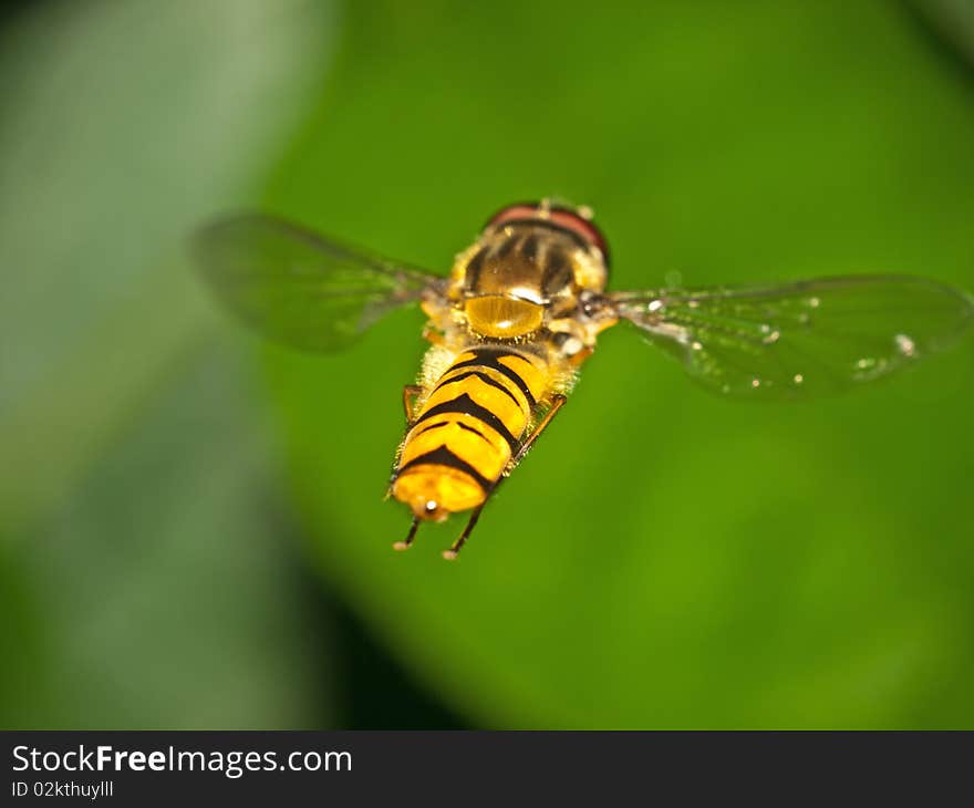 A photography with a bug who flying