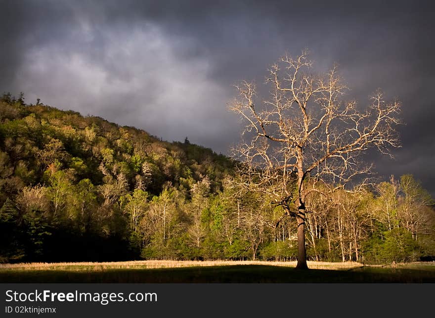 Picture of a walnut tree at sunrise in the meadow. Picture of a walnut tree at sunrise in the meadow.