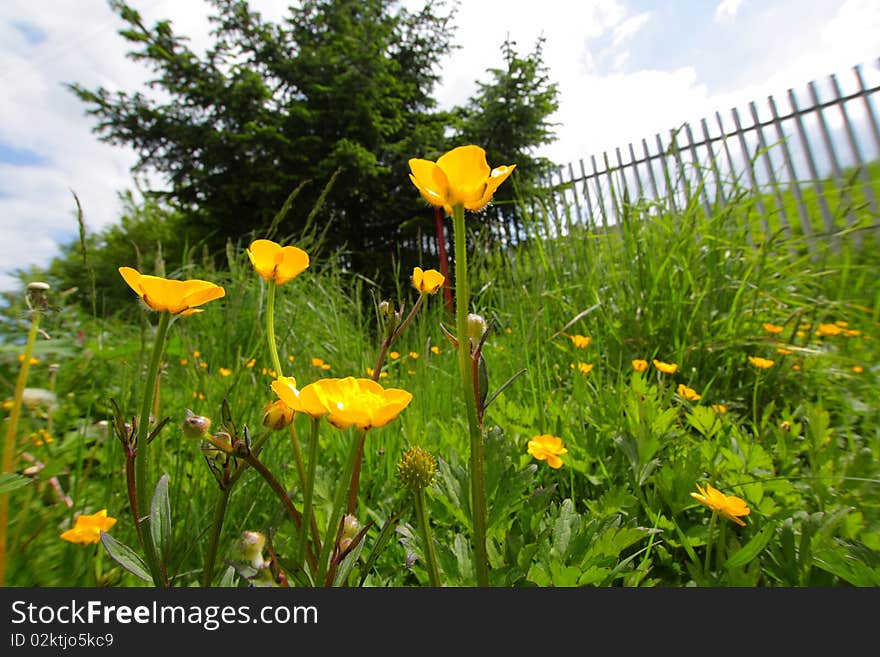 Yellow wild flowers