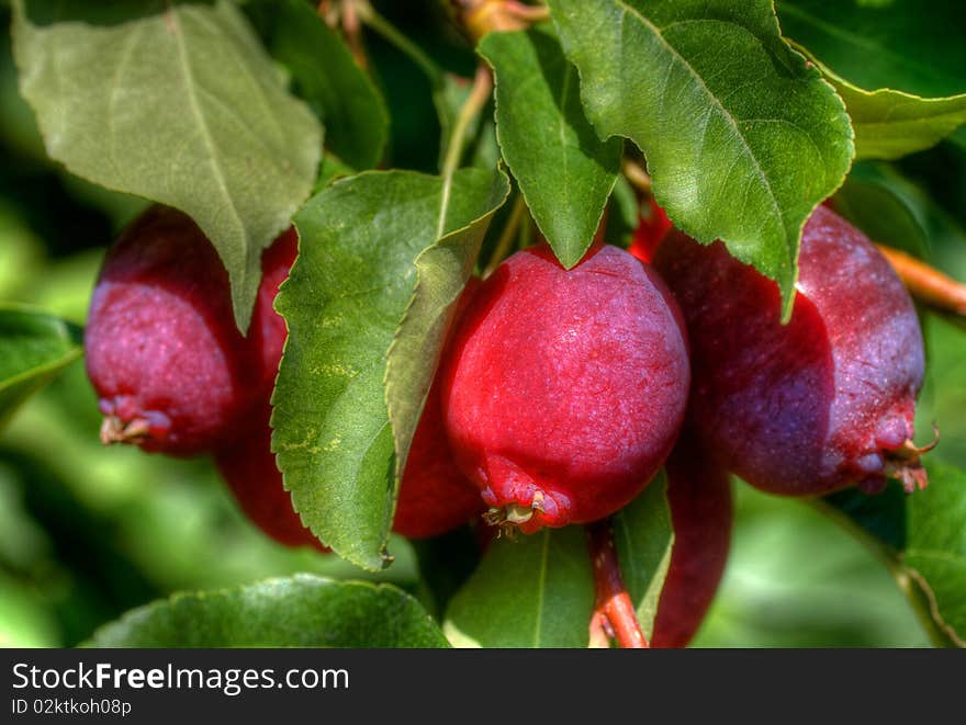 Crab Apples