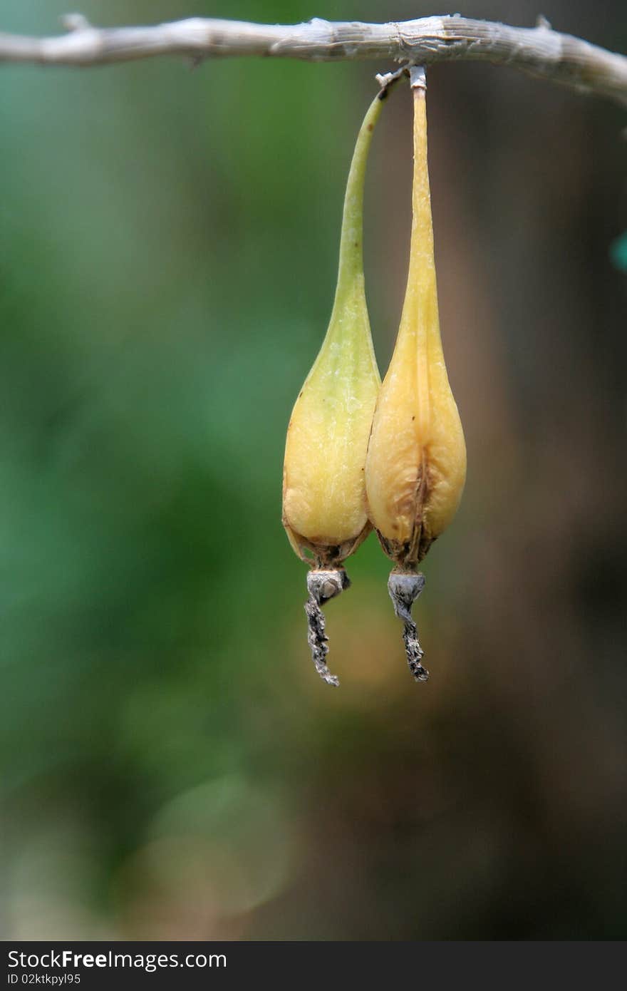 orchid seed