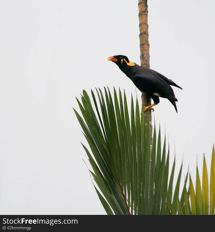 A Hill Myna bird looking out high up on a tree against gray sky of a brewing storm. A Hill Myna bird looking out high up on a tree against gray sky of a brewing storm.