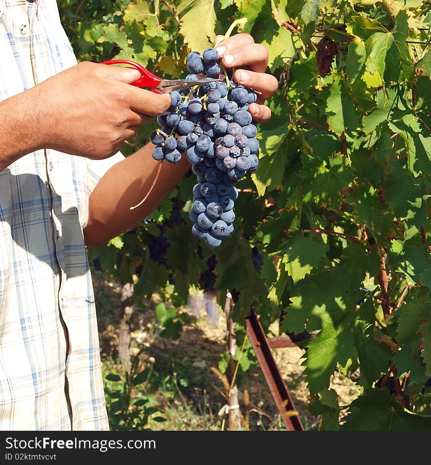 Prepping grapes for market