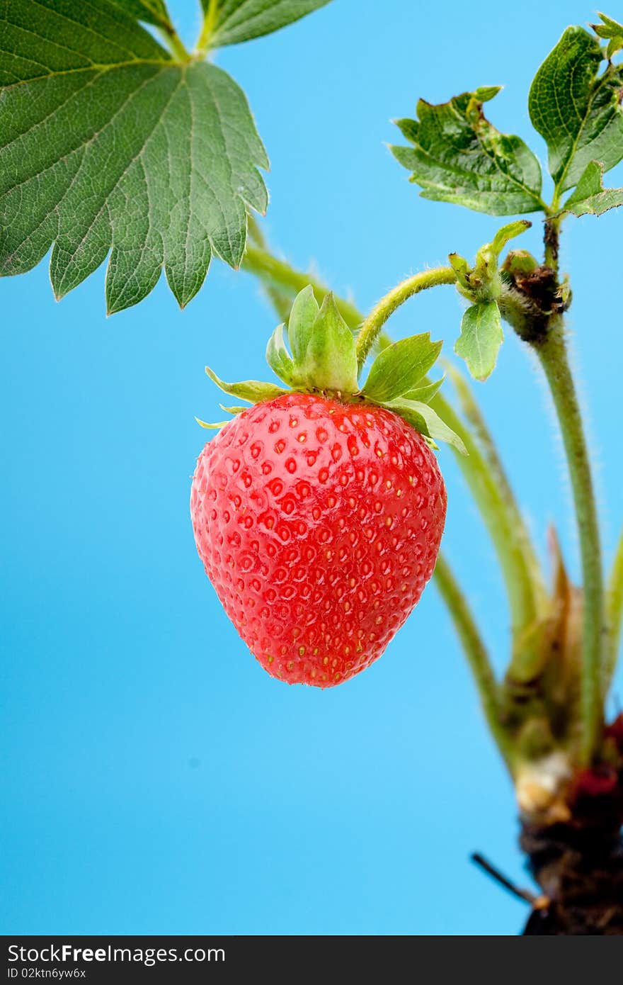 Fresh strawberry object on a blue background