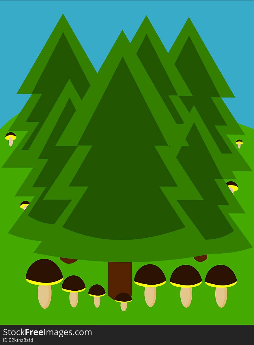 Temperate coniferous forest with growing mushrooms. Temperate coniferous forest with growing mushrooms