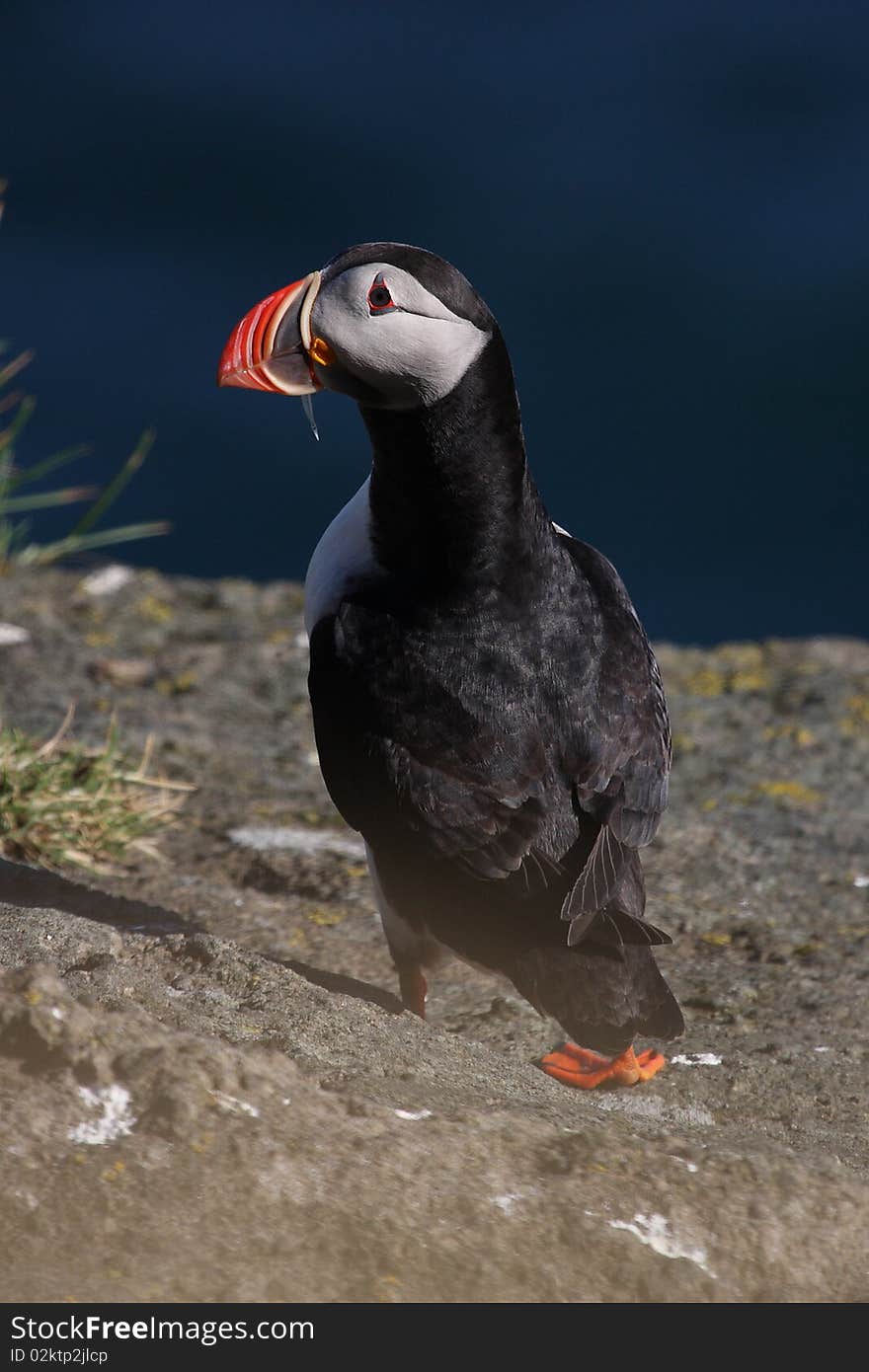 Atlantic Puffin On Cliff Edge