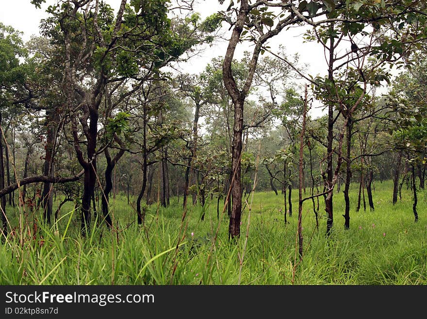 Forest and fog at Chaiyaphum, Thailand. Forest and fog at Chaiyaphum, Thailand