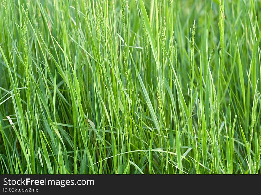 Stems young grass of the field. Soft side sunset lighting. Stems young grass of the field. Soft side sunset lighting