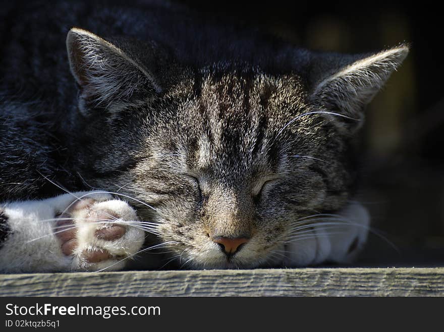 Grey sleeping cat in the sun.