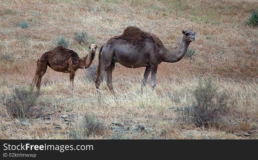 The camel and his calm photo. The camel and his calm photo