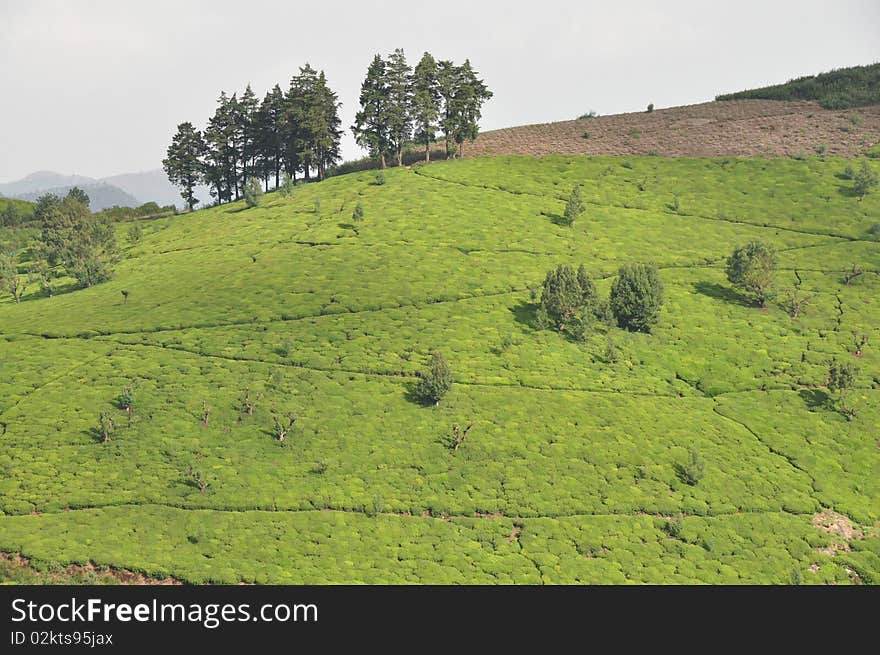 Tea Gardens India