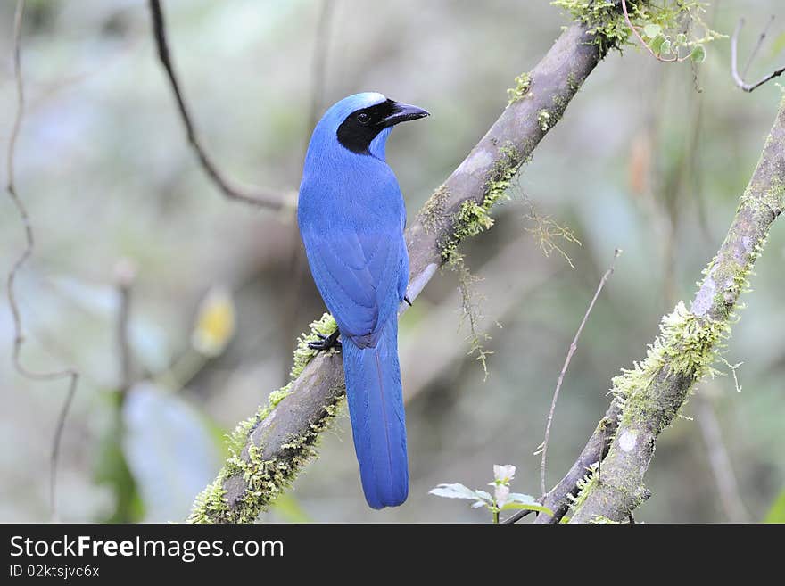 A turquoise Jay on a branch looking around. A turquoise Jay on a branch looking around