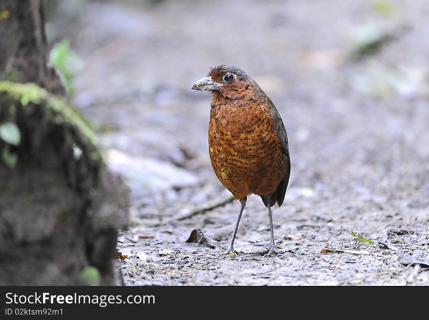 A rare giant Antpitta looking for food on the floor. A rare giant Antpitta looking for food on the floor