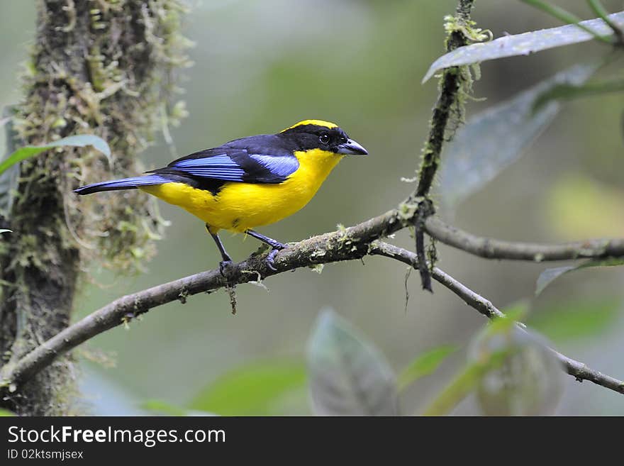 Blue-winged Mountain Tanager