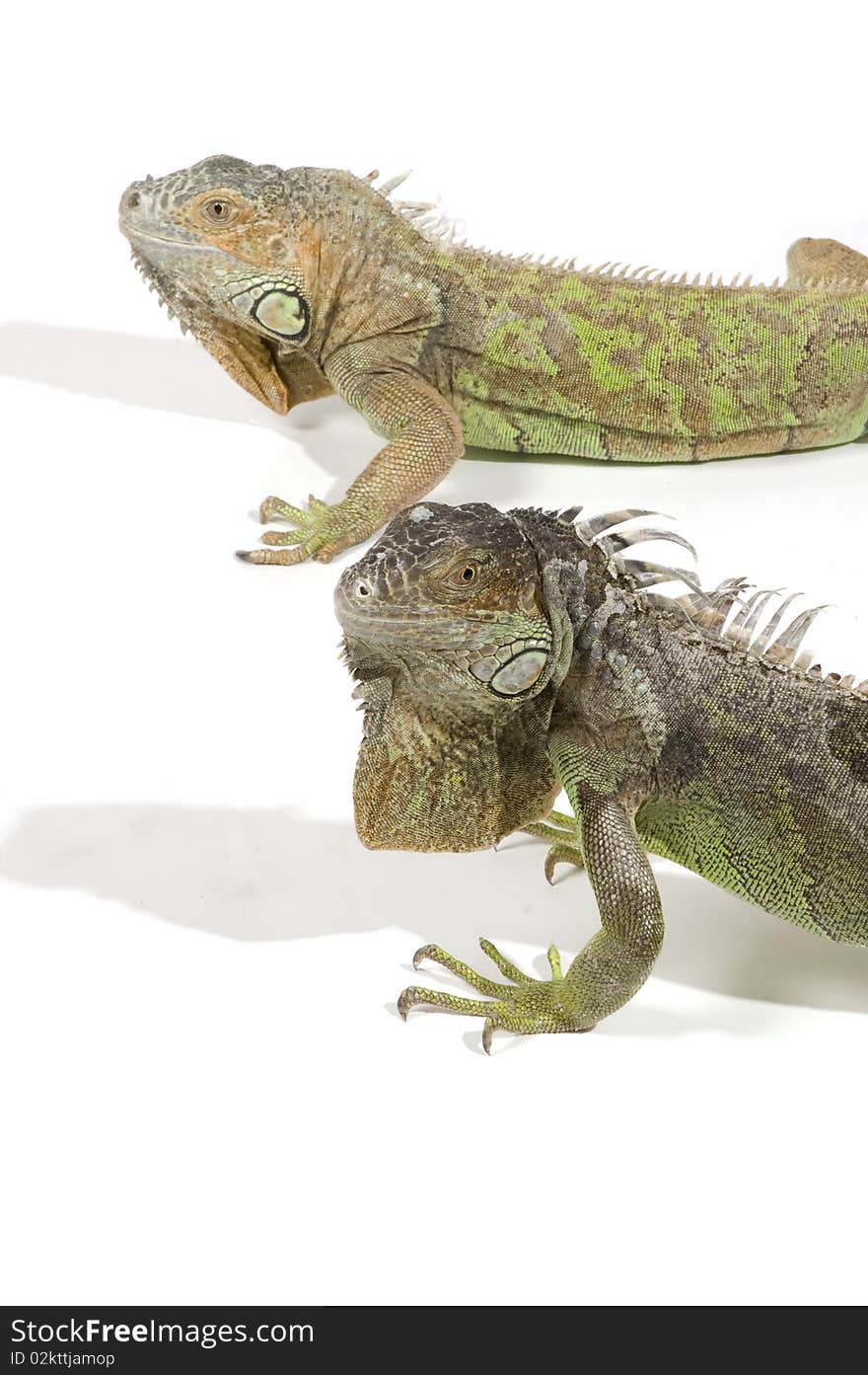 Iguana with big beard isolated on a white background