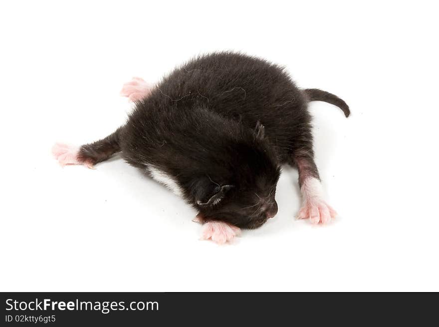 Just New Born Black Kitten