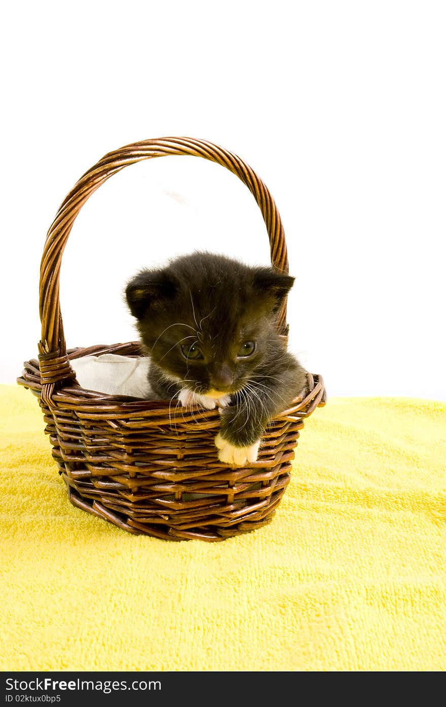 Two weeks old  black kitten in a basket