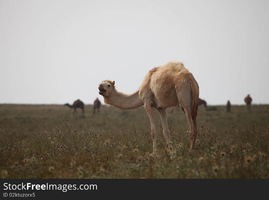 White camel on pasture