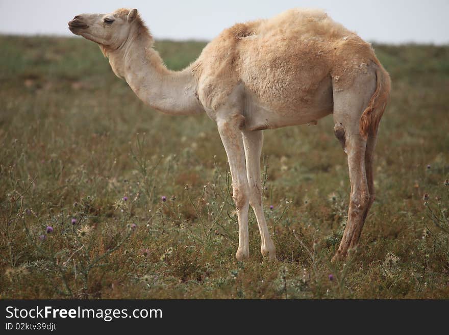 White camel on pasture in Marocco