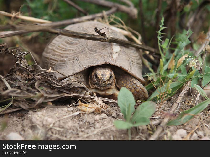 African Turtle Moving In Grass