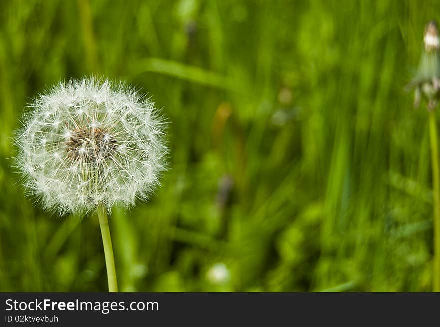 Macro dandelion on a green background