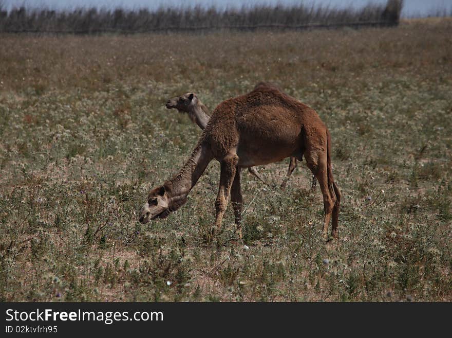 Two brown camels on pasture. Two brown camels on pasture