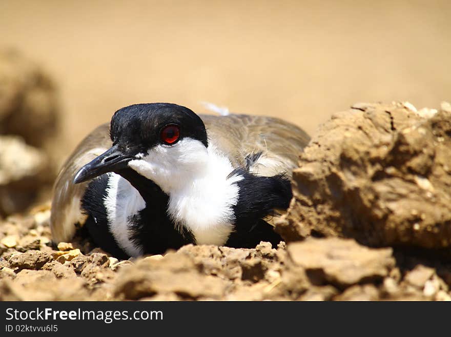 Spur-winged plover guarding the eggs in the nest. Spur-winged plover guarding the eggs in the nest.