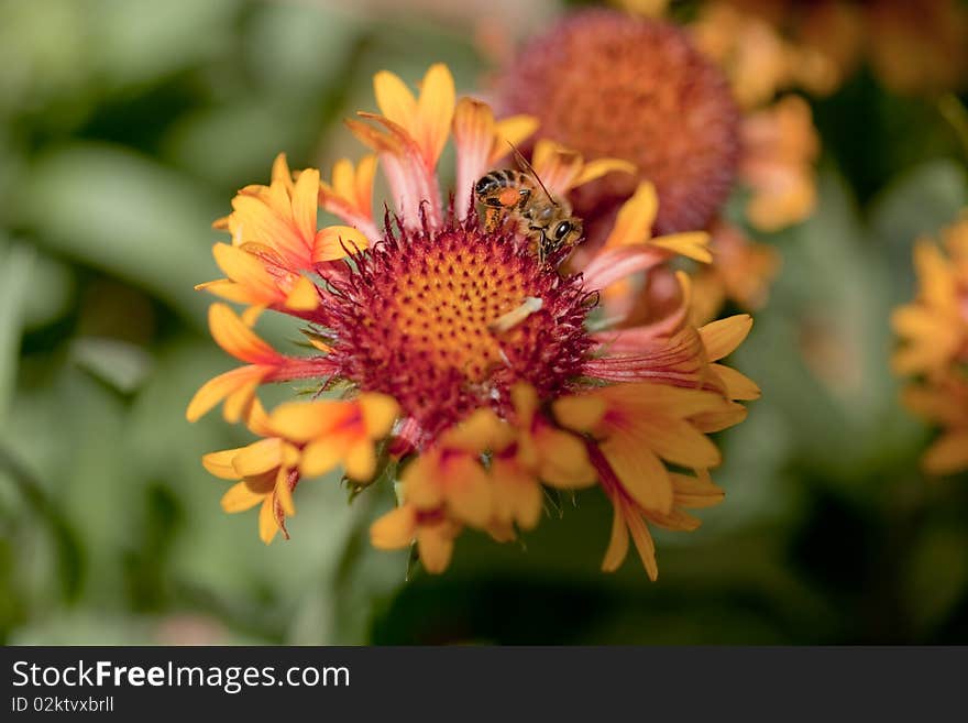 Bee On Pink Flower