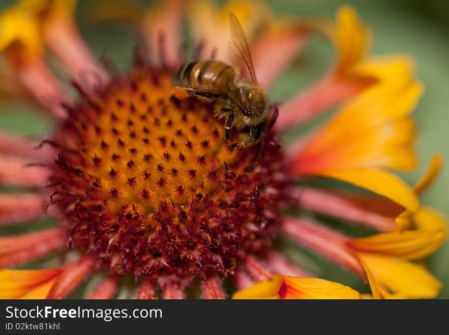 Bee On Pink Flower