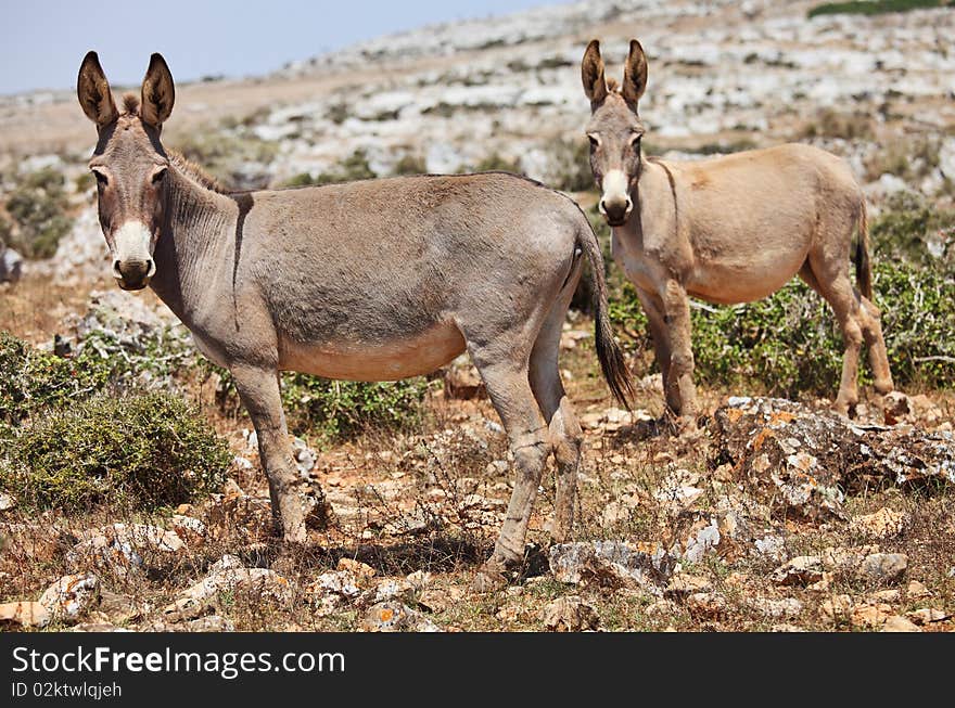 Two donkeys