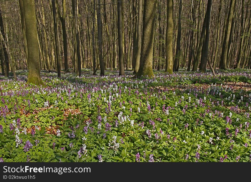 The corydalis flower in April at the Freeden in Bad Iburg, Osnabruecker land, Lower Saxony, Germany, attracts numerous visitors within the first April weeks. The corydalis flower in April at the Freeden in Bad Iburg, Osnabruecker land, Lower Saxony, Germany, attracts numerous visitors within the first April weeks