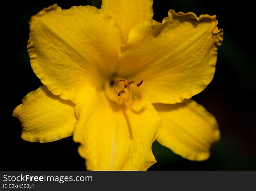 Yellow Vibrant Flower