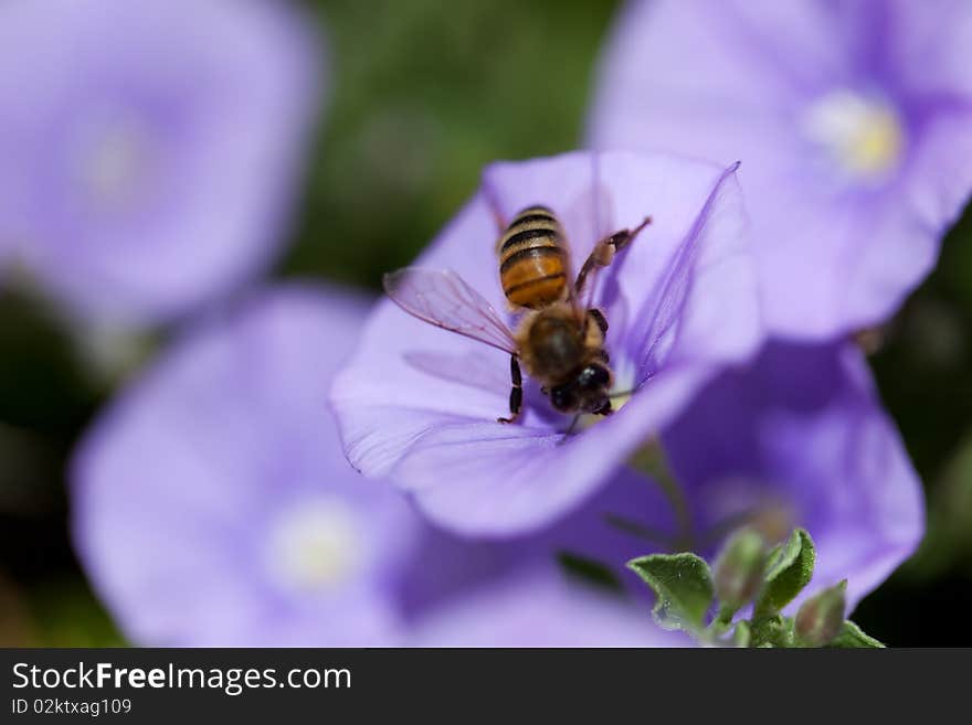 Bee On Violet Flower Macro