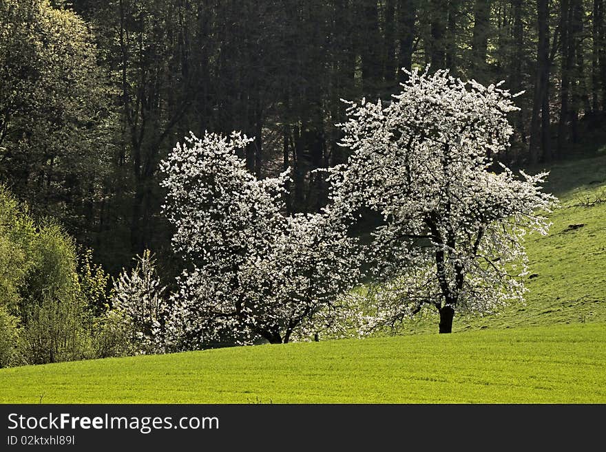 Cherry trees in spring, Hagen, Lower Saxony, Germany, Europe. Cherry trees in spring, Hagen, Lower Saxony, Germany, Europe