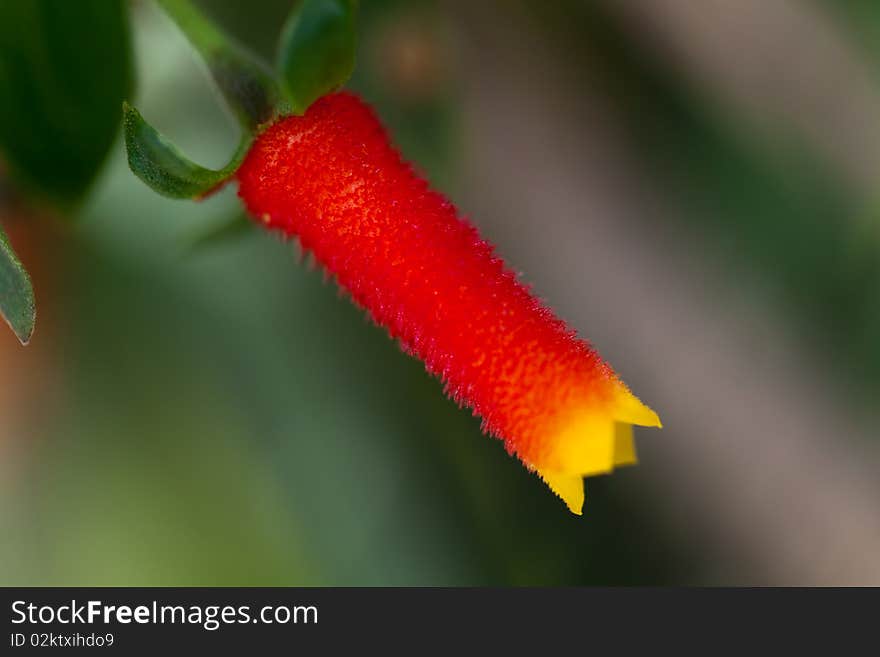 Red-Yellow Vibrant Flower Macro