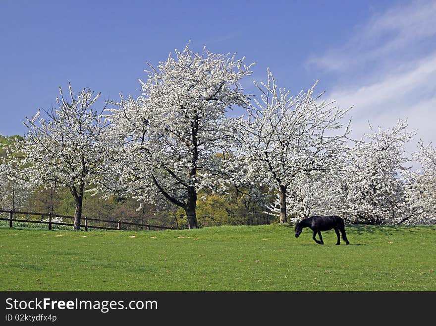 Spring landscape with Cherry trees and horse, Hagen, Lower Saxony, Germany, Europe