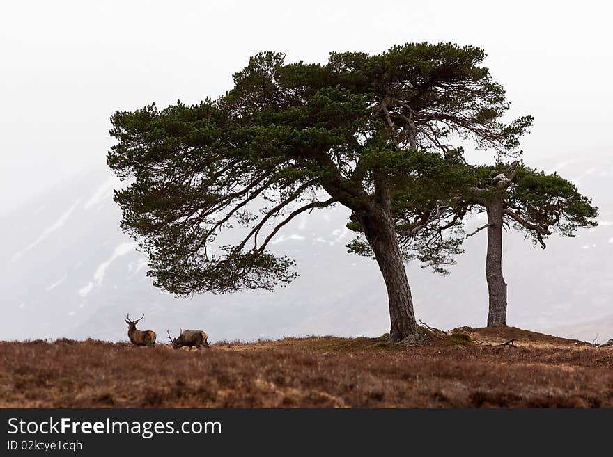 Two stags on top of a hill at the Bridgde of Orchy area. Two stags on top of a hill at the Bridgde of Orchy area.