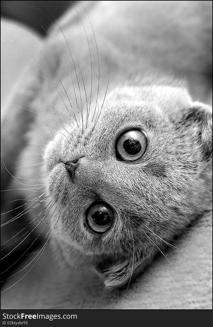 Gray-eared British kitten with big eyes