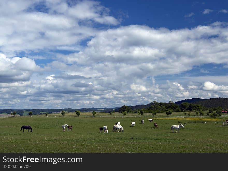 Horses on the farm and sky with clouds