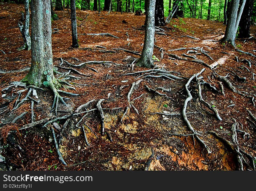 Roots intertwined from many trees