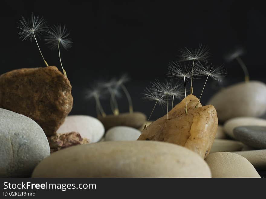 Small still-life in the form of the sea landscape, consisting of stones, water and dandelion seeds. Small still-life in the form of the sea landscape, consisting of stones, water and dandelion seeds