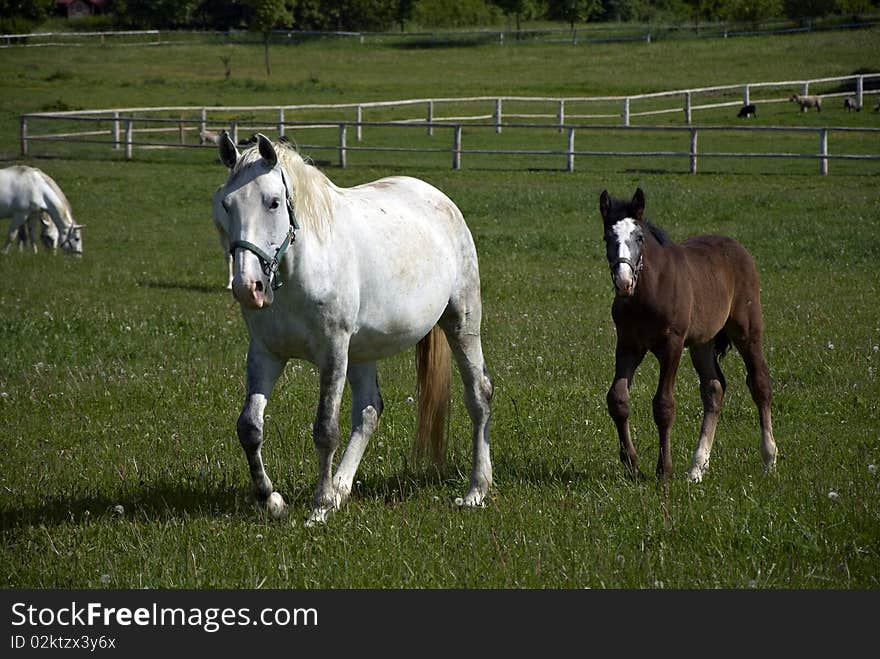 Two horses on the farm