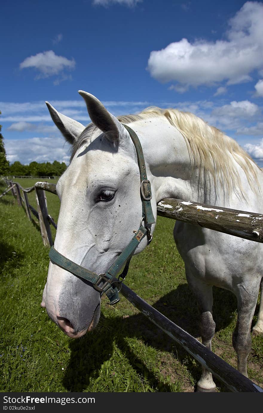 Horses on the farm and blue sky