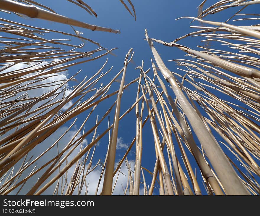 Chinese grass, miscanthus, against blue sky