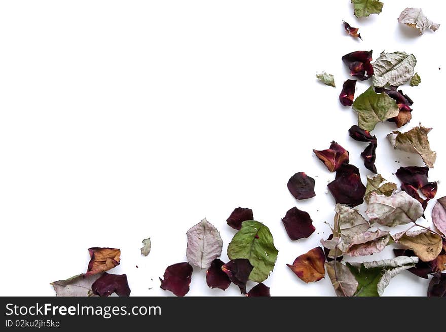 Dry petals of red rose isolated on white background. Dry petals of red rose isolated on white background