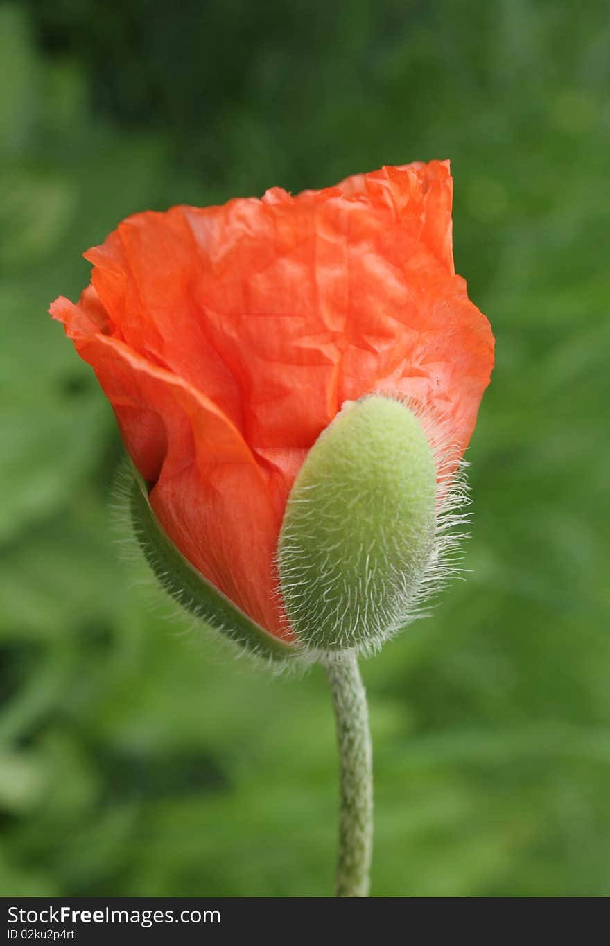 Flower cultivation in background of